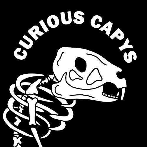 Curious Capys