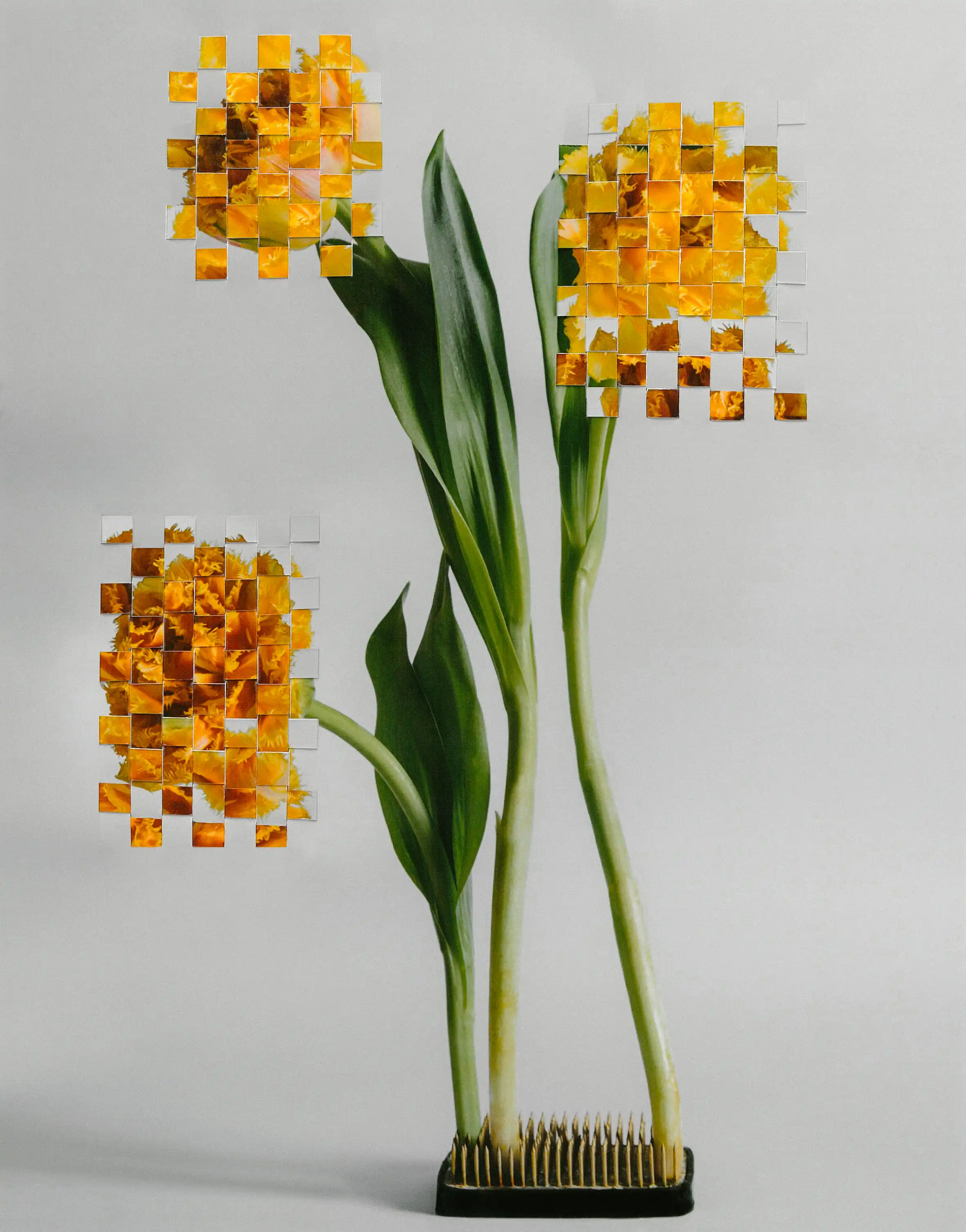 Amsterdam Blooms-background
