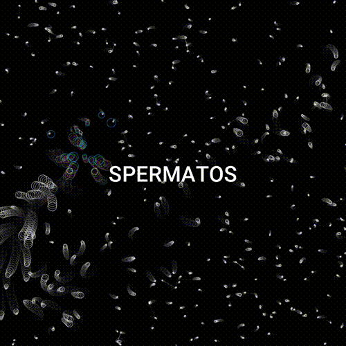 Spermatos